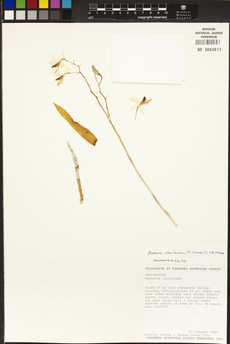 Barkeria whartoniana photo 7