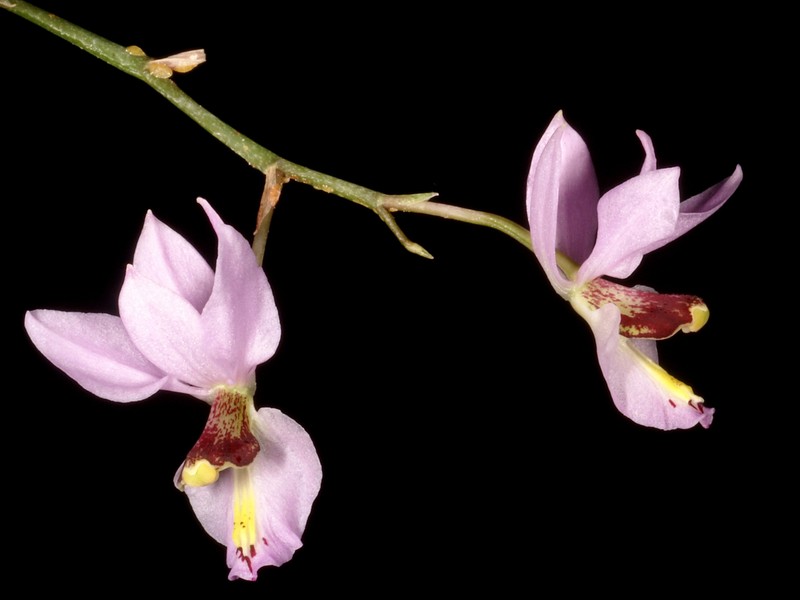 Barkeria whartoniana