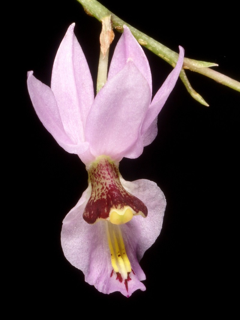 Barkeria whartoniana photo 8