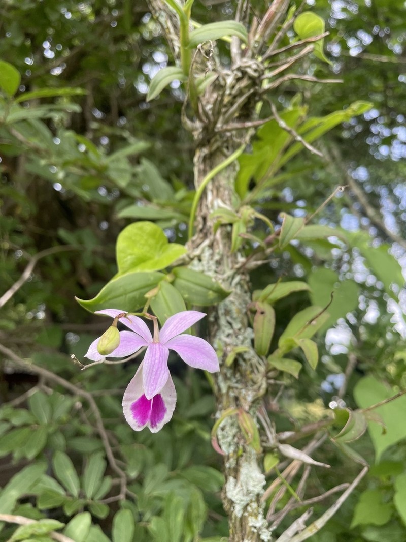 Barkeria wixarika