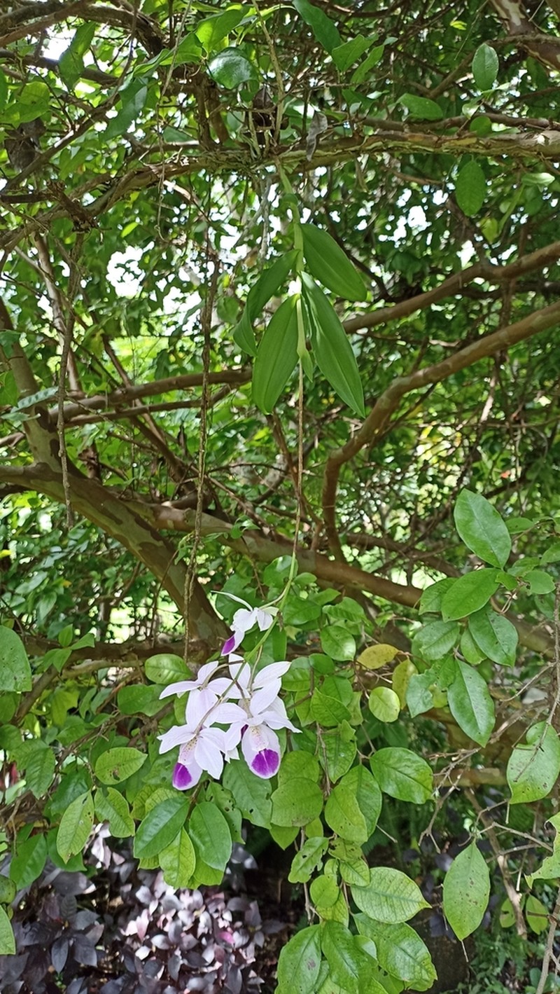 Barkeria wixarika photo 2