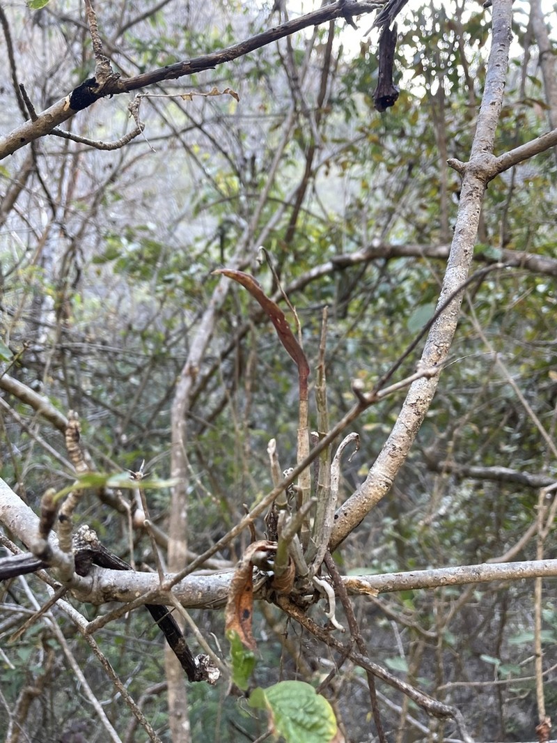 Barkeria wixarika photo 5