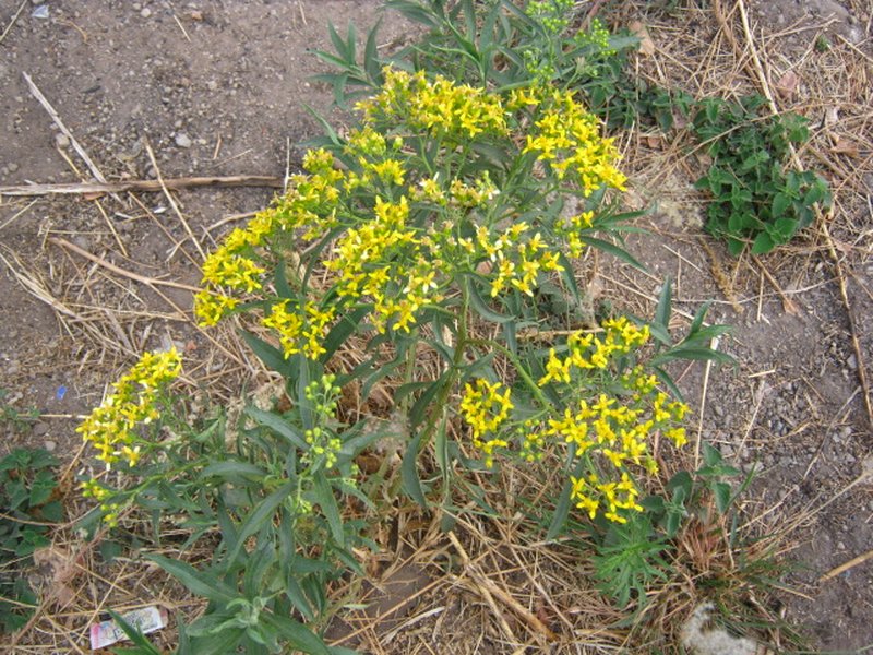 Willow Ragwort