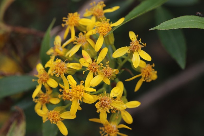Willow Ragwort photo 2