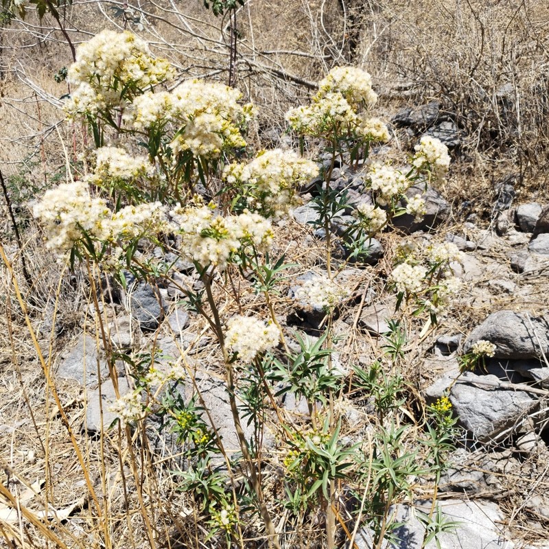 Willow Ragwort photo 3