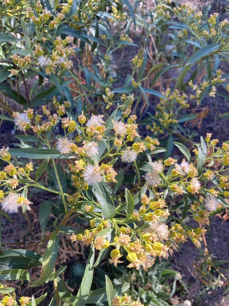 Willow Ragwort photo 4