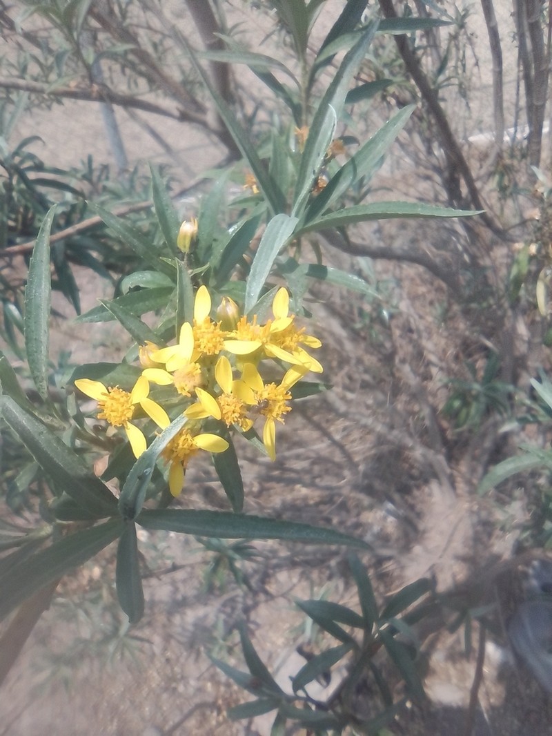 Willow Ragwort photo 5