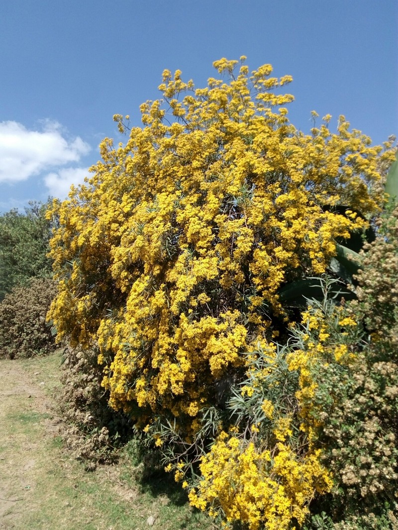 Willow Ragwort photo 6