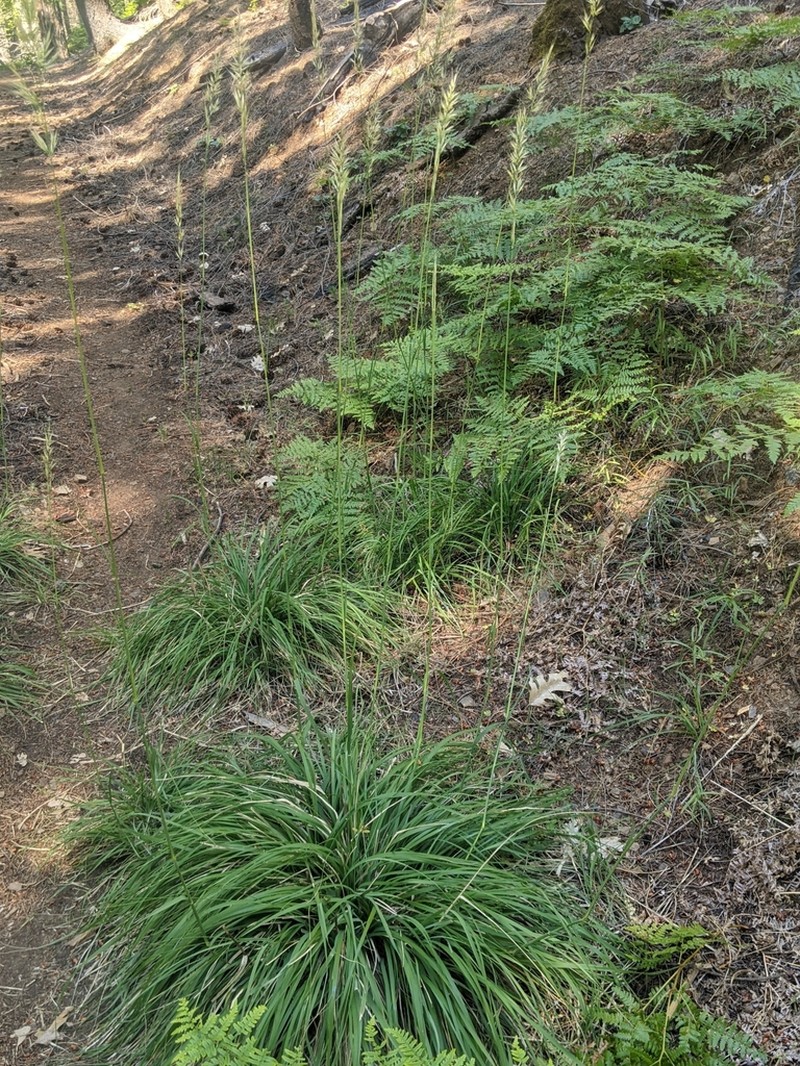 Stillman's Needlegrass