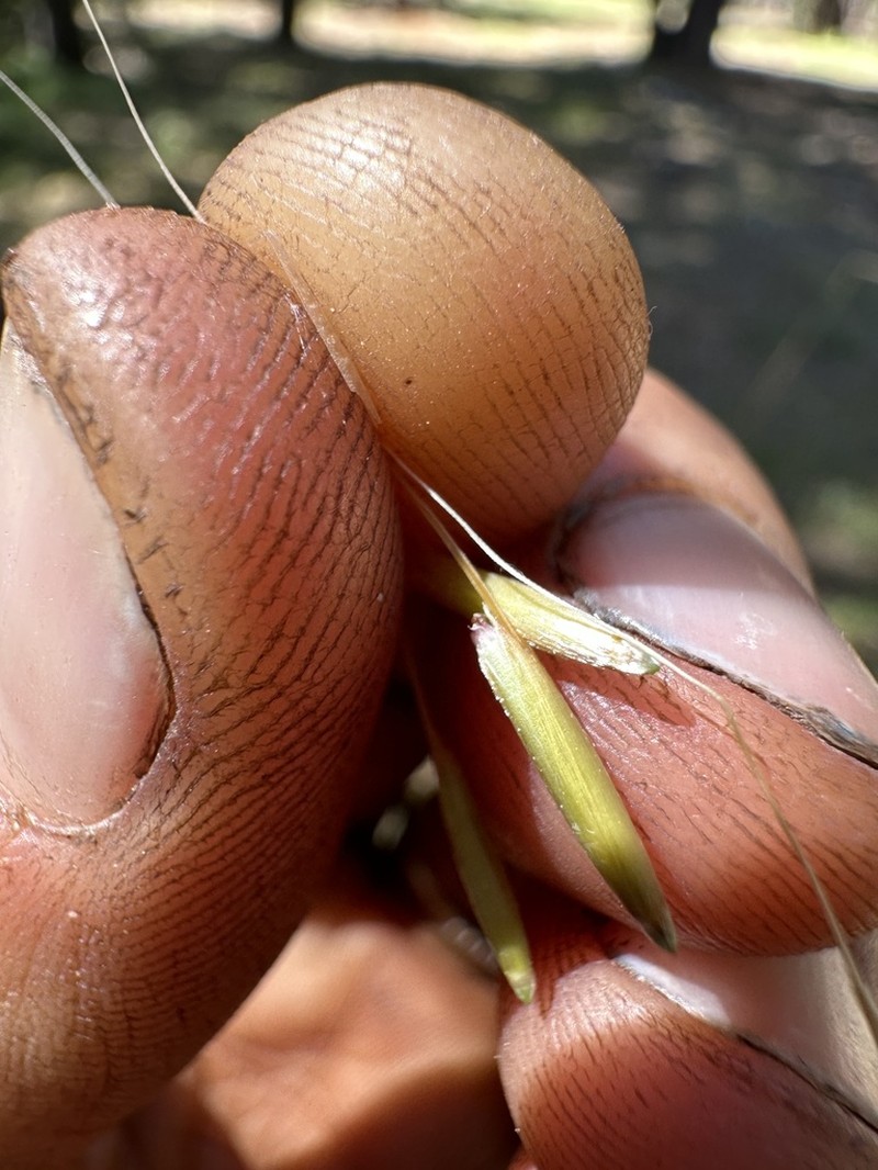 Stillman's Needlegrass photo 2