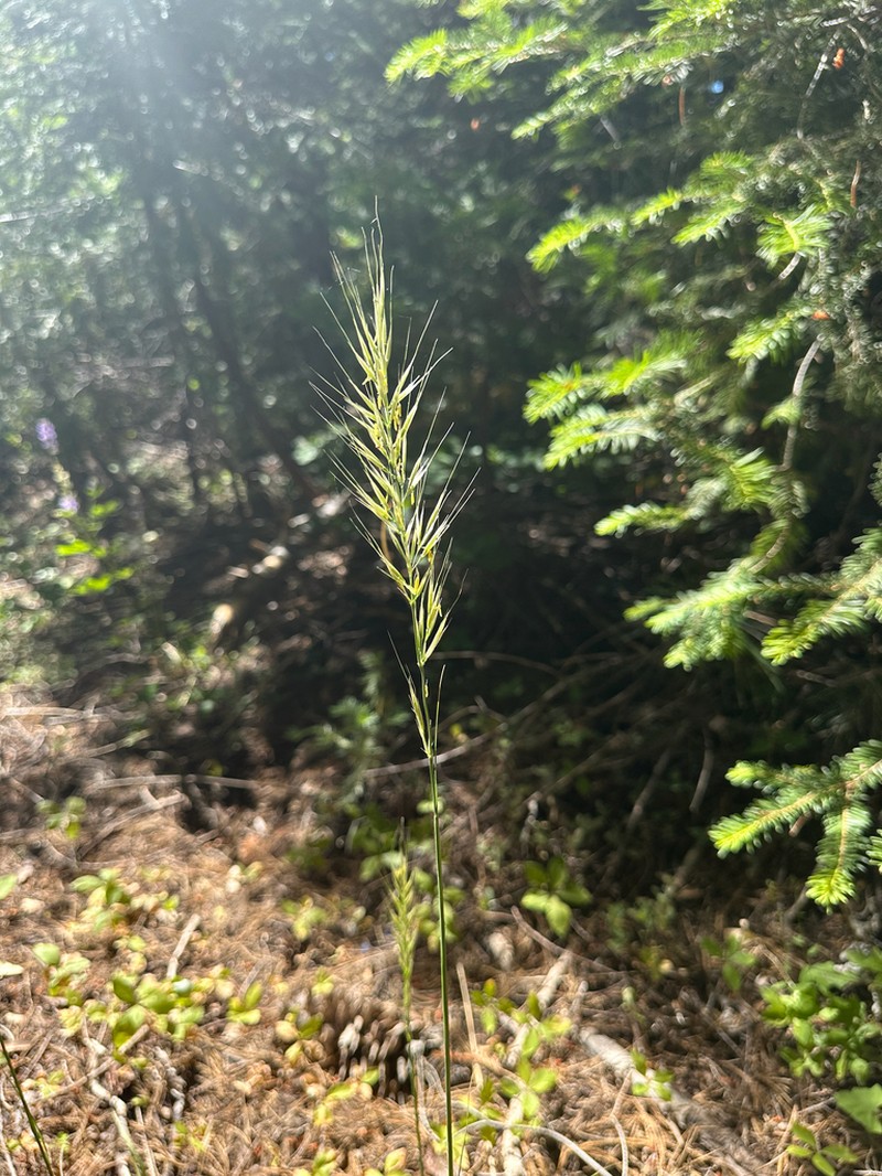 Stillman's Needlegrass photo 3