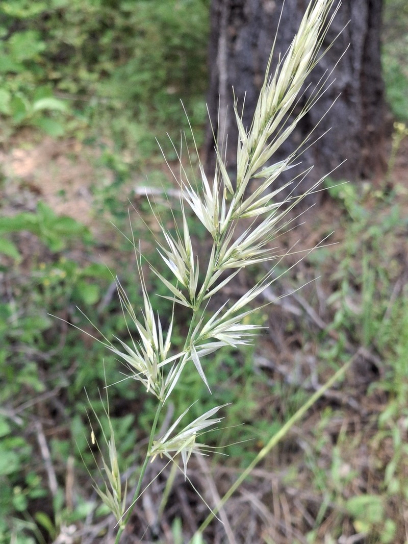 Stillman's Needlegrass photo 4