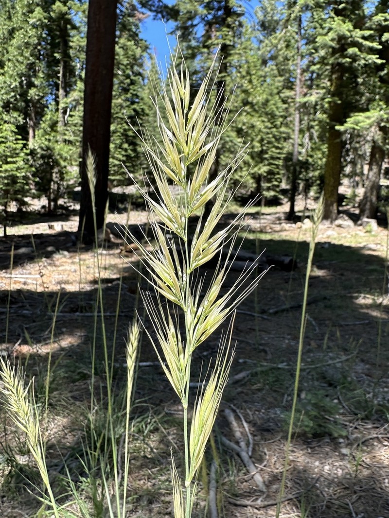 Stillman's Needlegrass photo 5