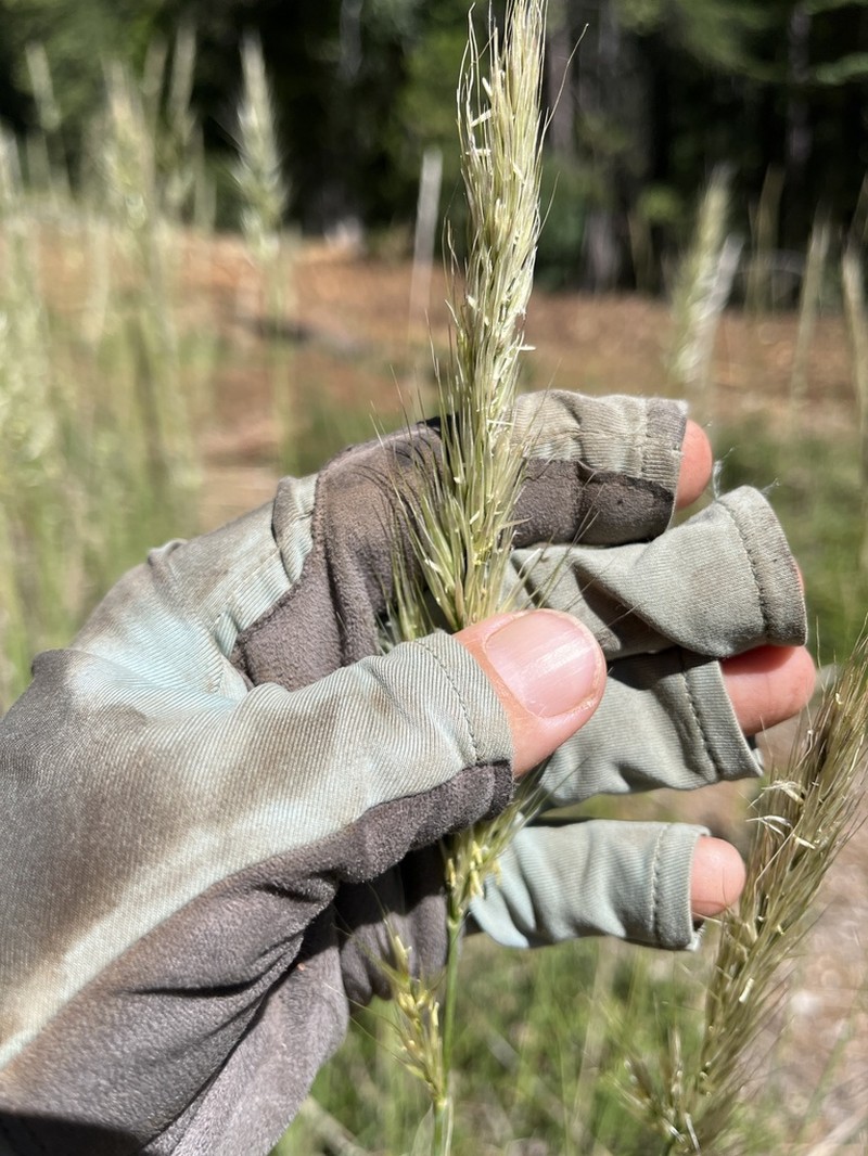 Stillman's Needlegrass photo 6