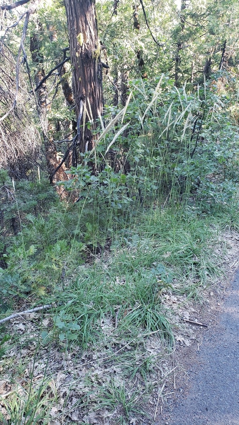 Stillman's Needlegrass photo 7
