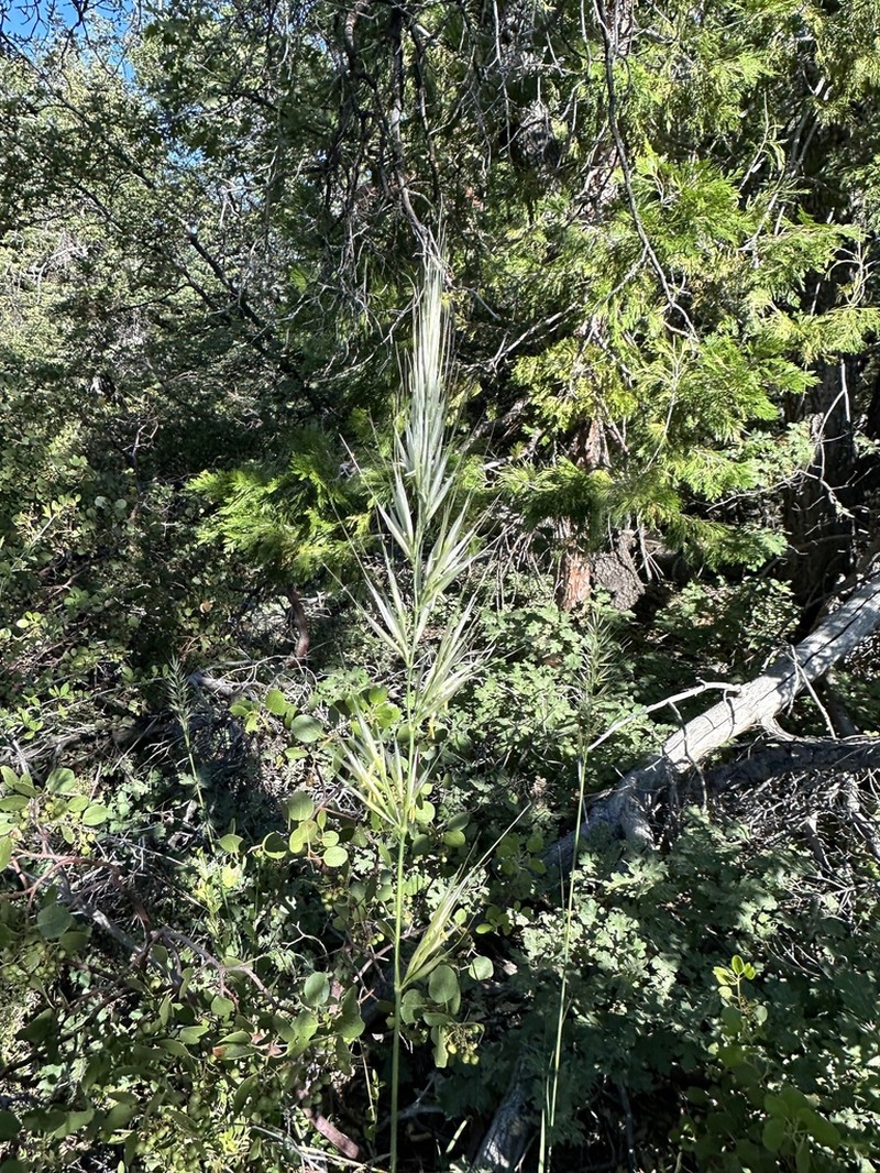 Stillman's Needlegrass photo 8