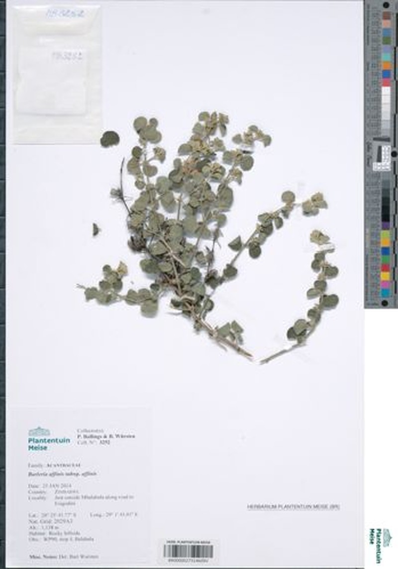 Barleria affinis subsp. affinis