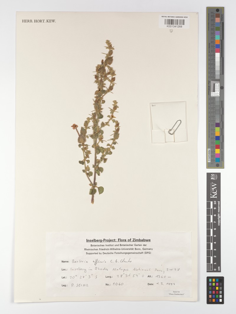 Barleria affinis subsp. affinis photo 2