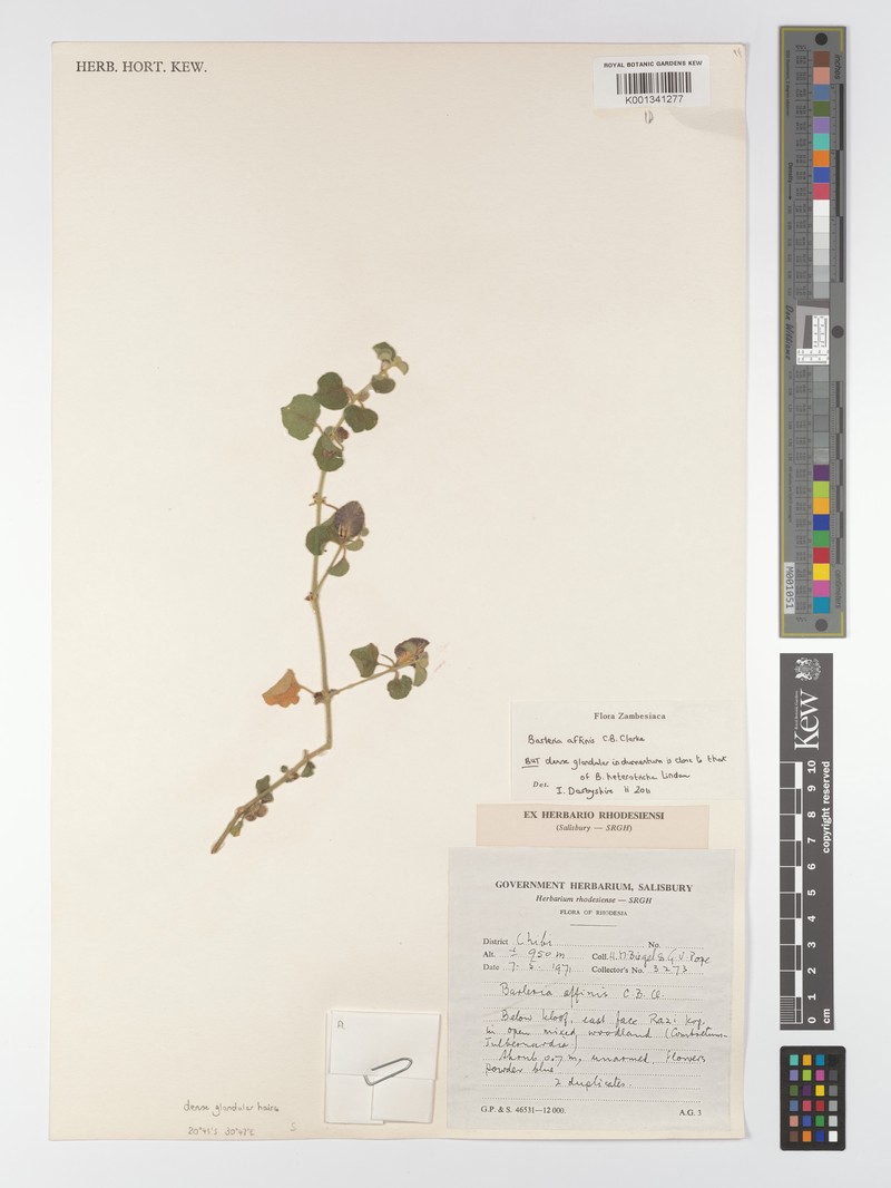 Barleria affinis subsp. affinis photo 3