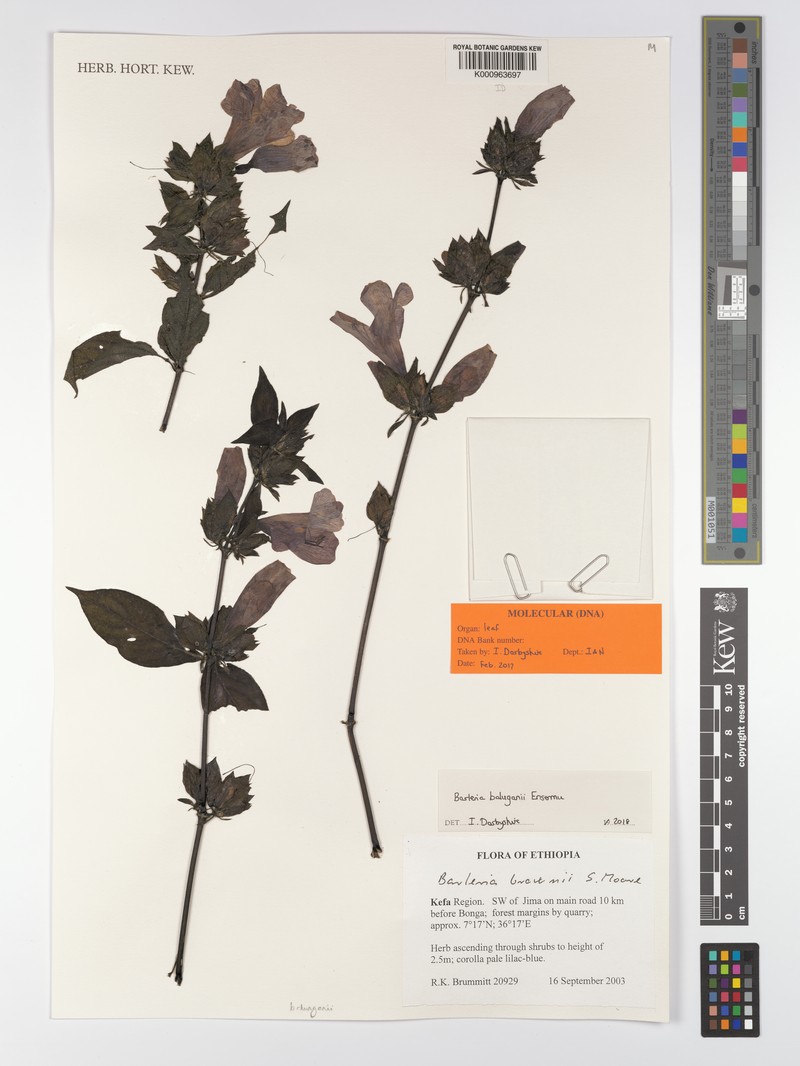 Barleria baluganii