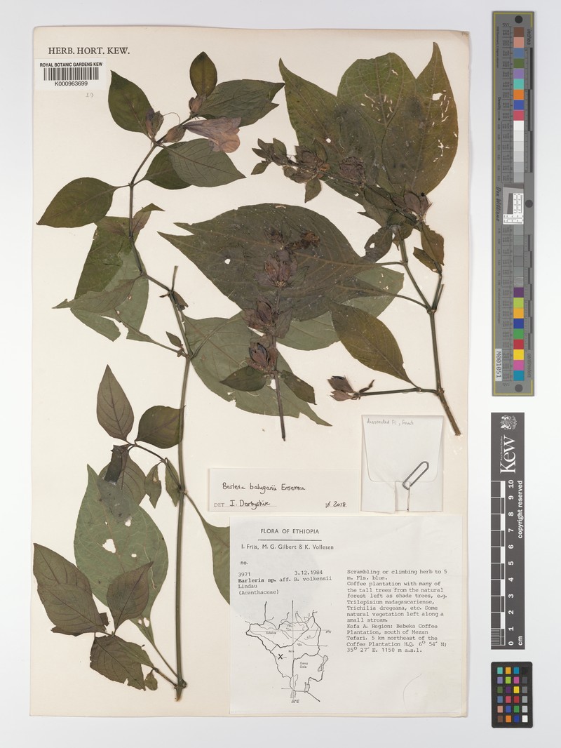 Barleria baluganii photo 2
