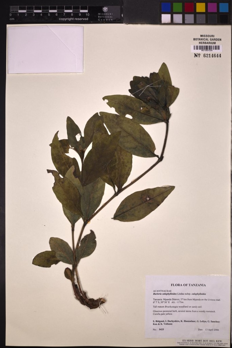 Barleria calophylloides subsp. calophylloides