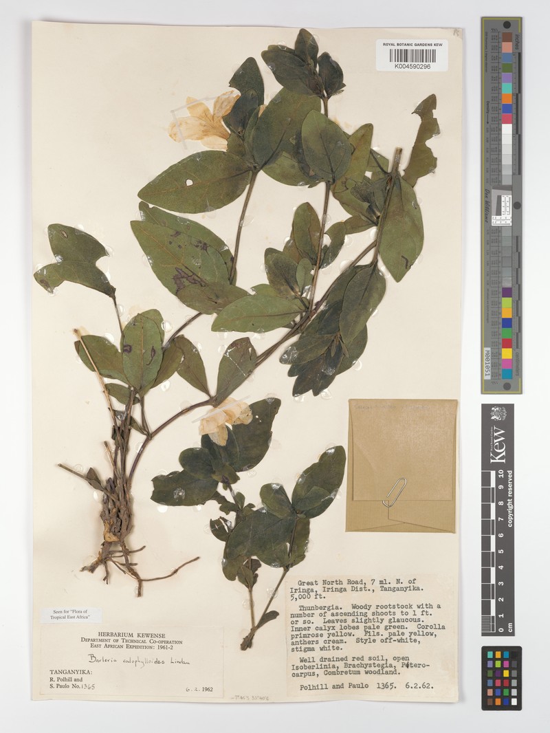 Barleria calophylloides subsp. calophylloides photo 2