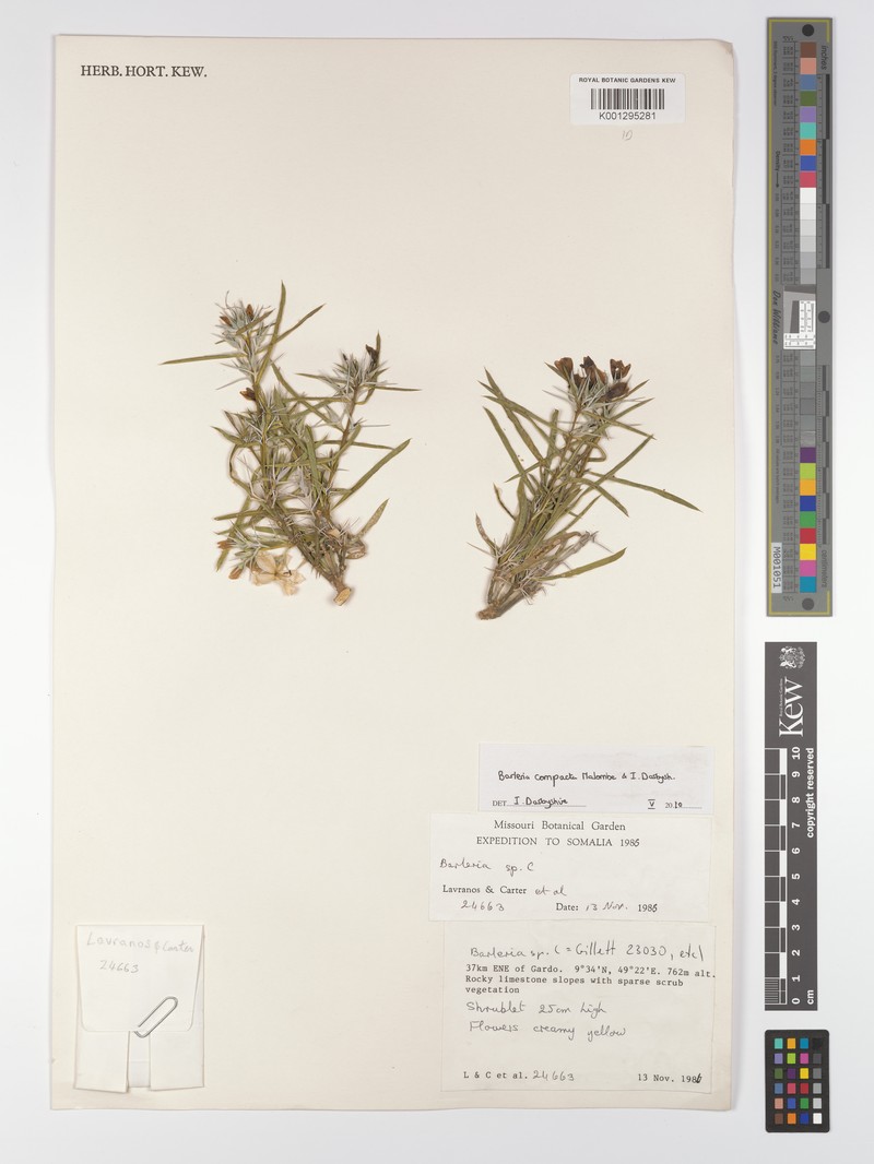 Barleria compacta