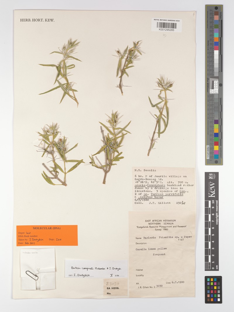 Barleria compacta photo 2