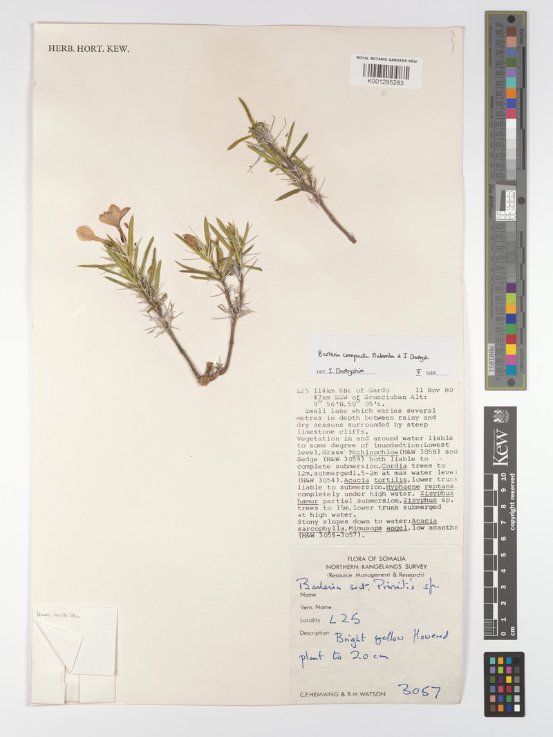 Barleria compacta photo 3