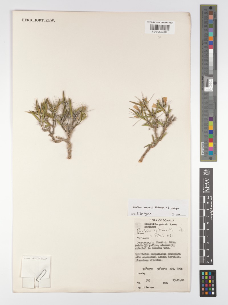Barleria compacta photo 4