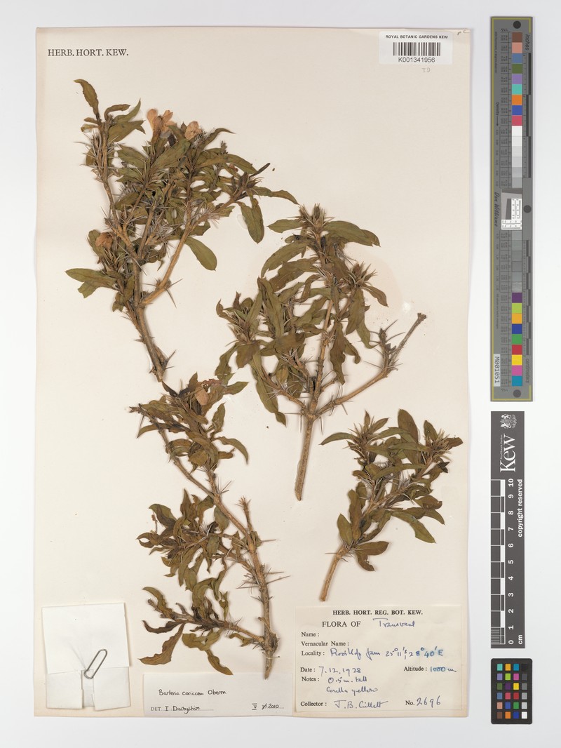 Barleria coriacea subsp. coriacea