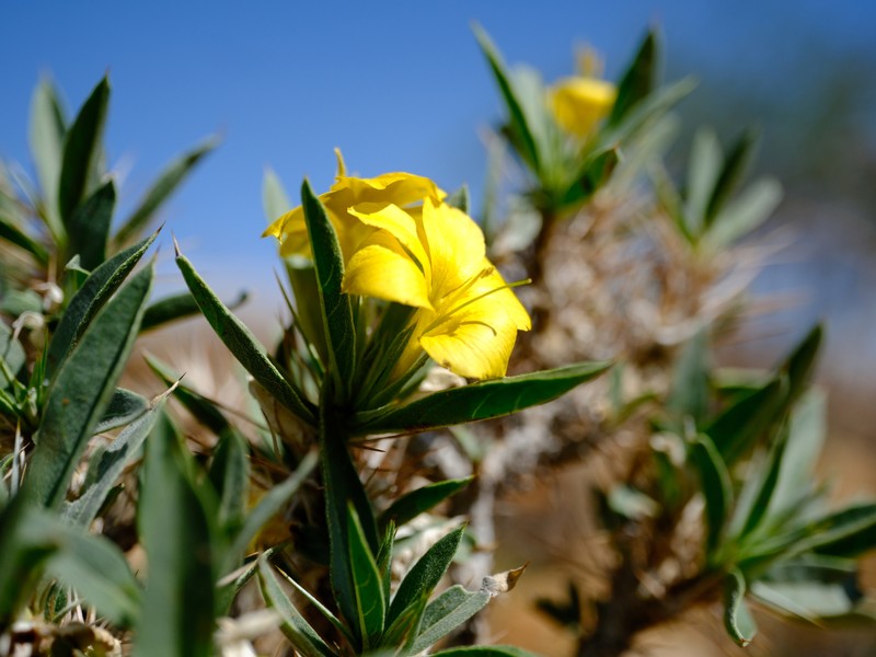 Barleria coriacea subsp. dinteri