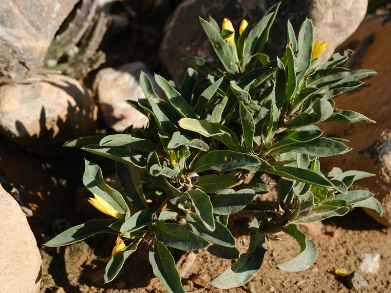 Barleria coriacea subsp. dinteri photo 2