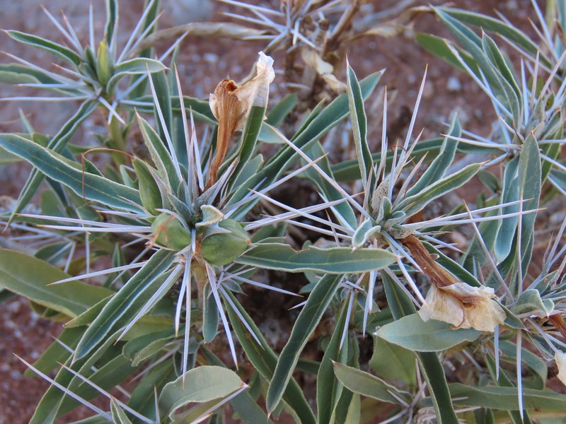 Barleria coriacea subsp. dinteri photo 3