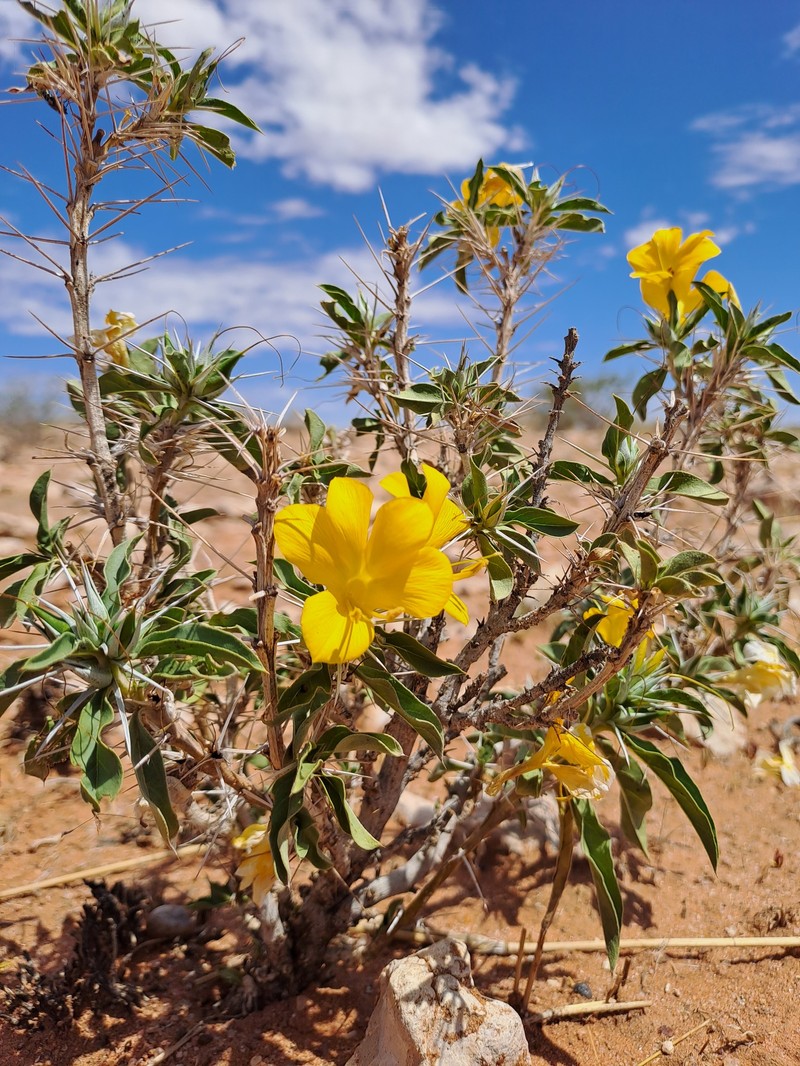 Barleria coriacea subsp. dinteri photo 4