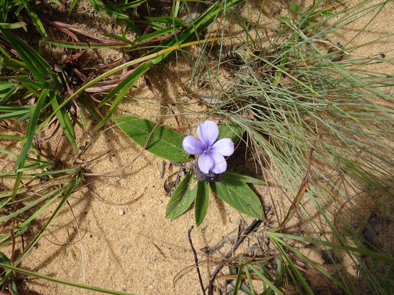 Barleria crabbeoides