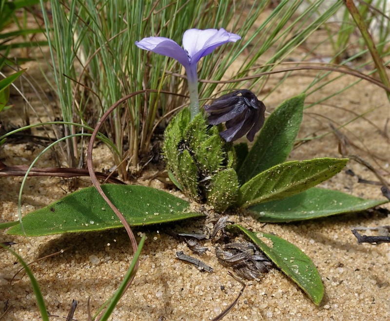 Barleria crabbeoides photo 4