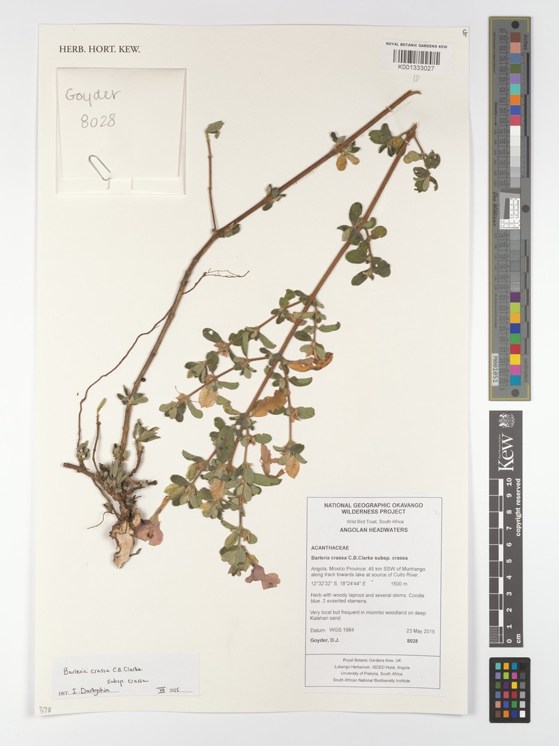 Barleria crassa subsp. crassa