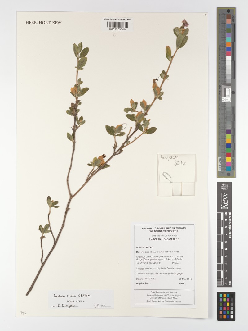 Barleria crassa subsp. crassa photo 2
