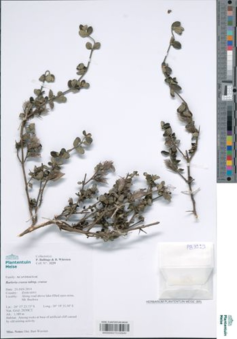 Barleria crassa subsp. crassa photo 3
