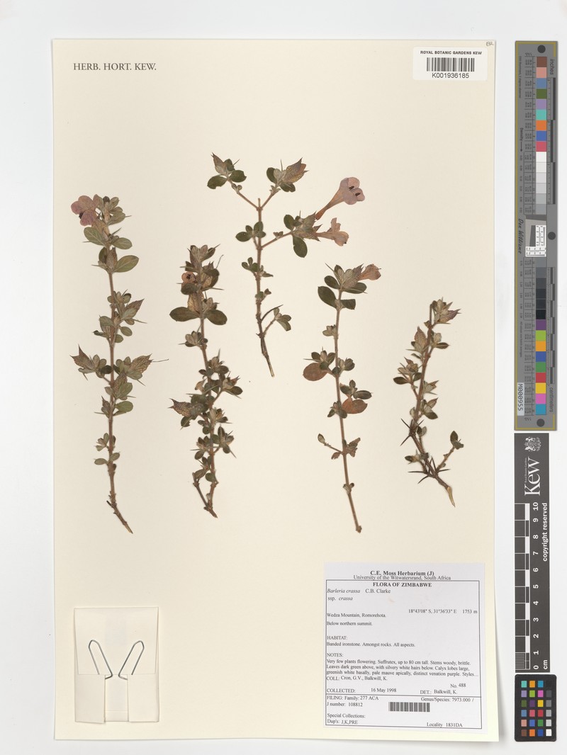 Barleria crassa subsp. crassa photo 4