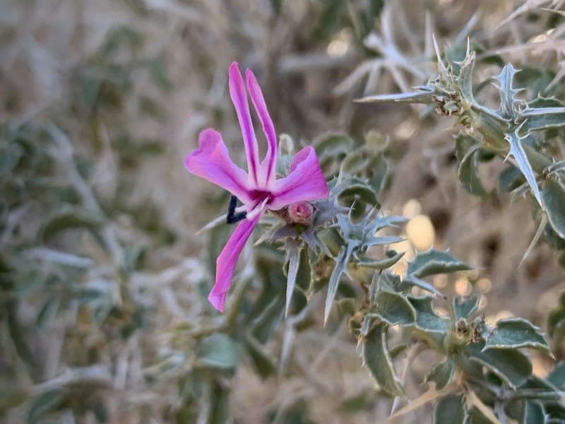 Barleria craveniae photo 2