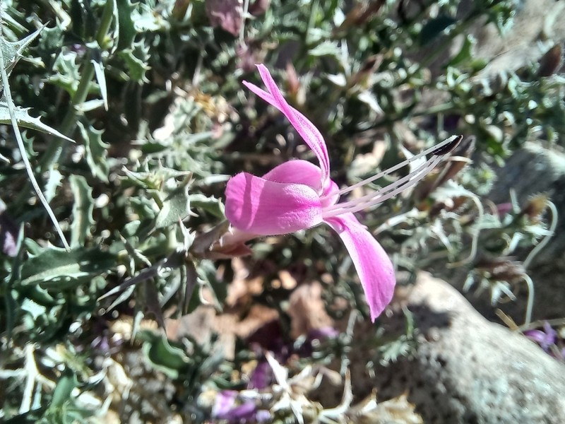 Barleria craveniae photo 3