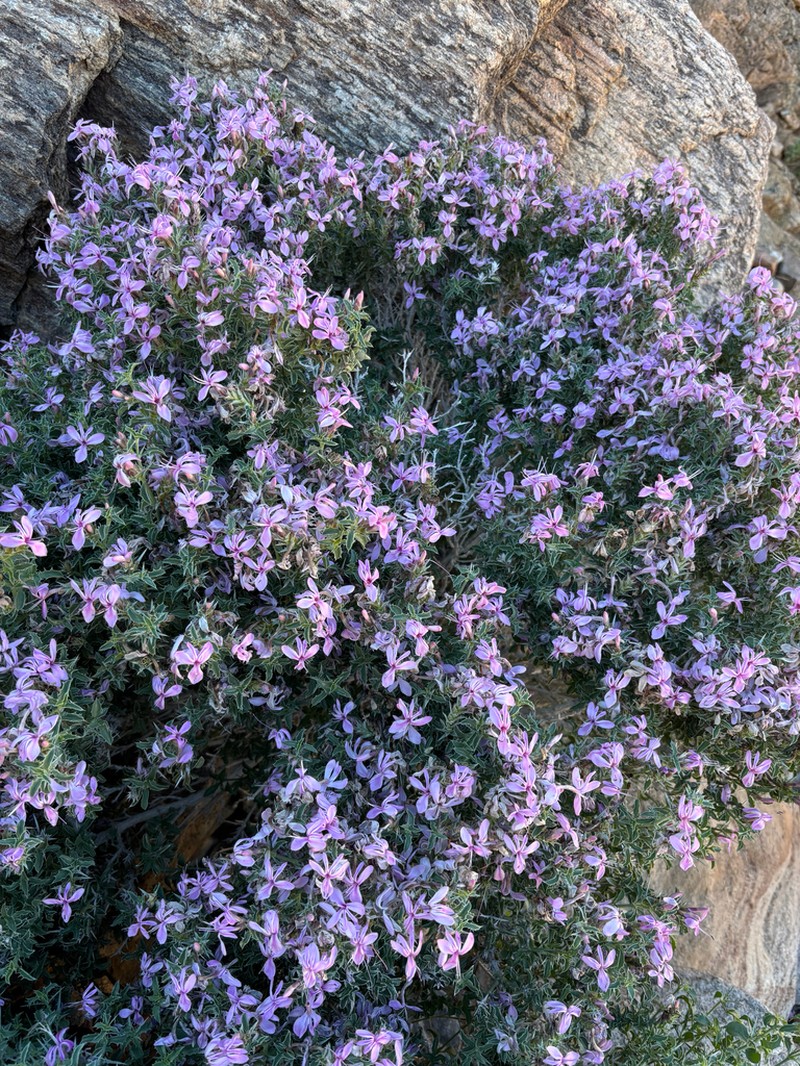 Barleria craveniae photo 4