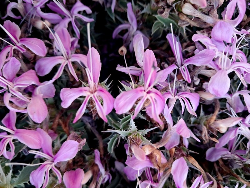 Barleria craveniae photo 6