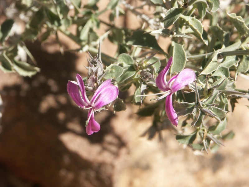Barleria craveniae photo 7