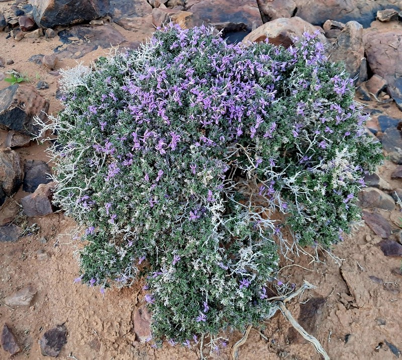 Barleria craveniae photo 8