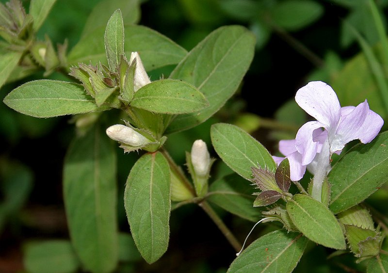 Crested Philippine Violet photo 2