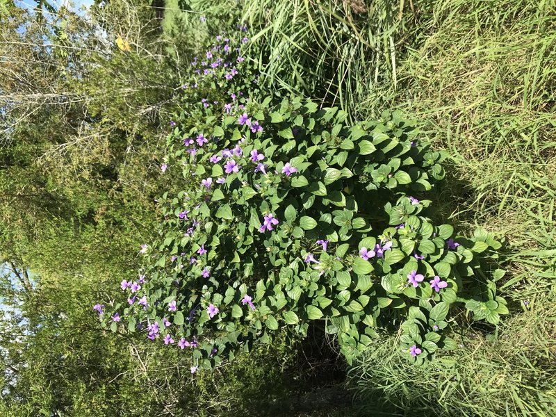 Crested Philippine Violet photo 4